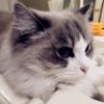 熊狼狗