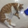 不放心油条